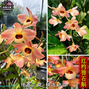 红杓唇石斛 稀有名贵越南石斛之一  好养石斛兰 室内盆栽 能吃