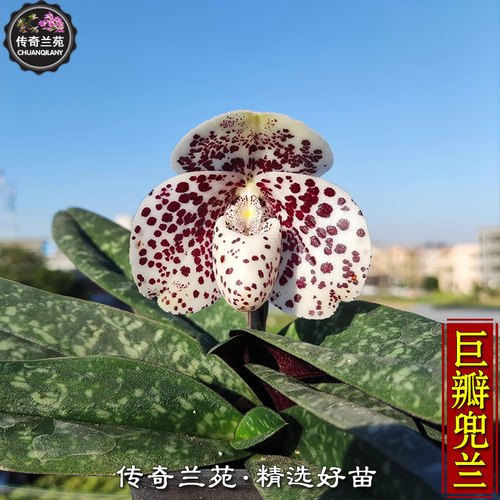 巨瓣兜兰 带花苞 稀有品种 可收集品种