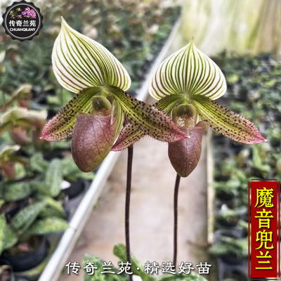 魔音兜兰 带花苞 稀有品种 好养的兜兰