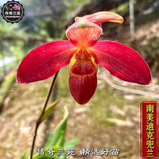 南美迪克兜兰 稀有品种 可收集品种