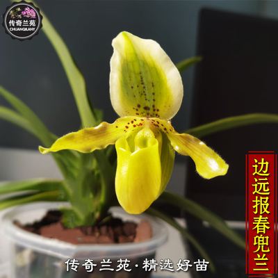 边远报春兜兰 边远x报春兜兰