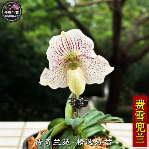 费雪兜兰 带花苞 稀有品种 可收集品种 雪白交费式兜兰 安吉拉