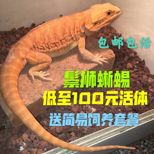 柑橘红系超白活体宠物