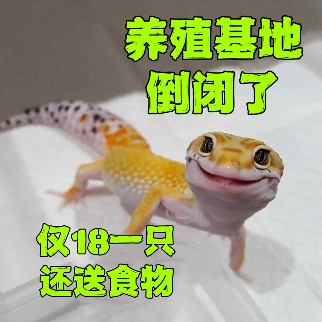 豹纹鬃狮苗入门宠物爬宠爬虫新手活体入门包邮