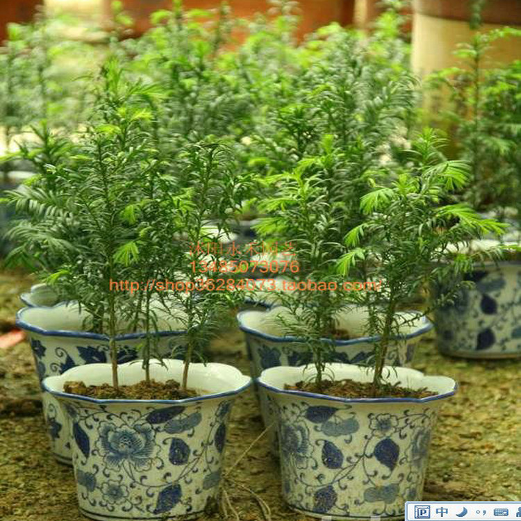 名贵花卉苗木盆栽 图片 价格 多少钱 什么值得买 名贵花卉苗木盆栽 图片 价格 多少钱 什么值得买