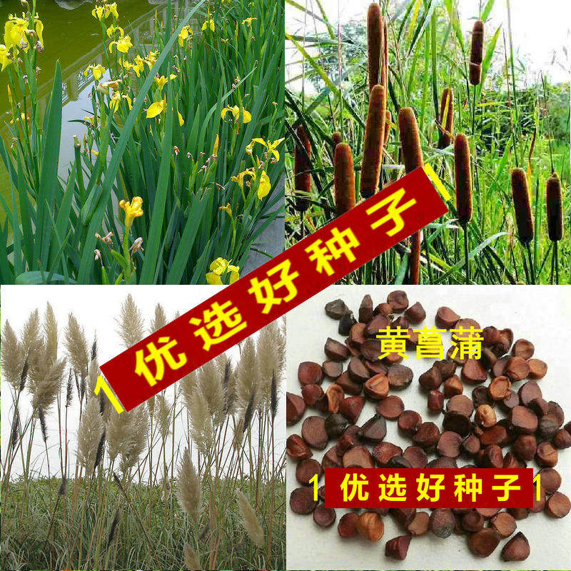 鸢尾花种子价格 鸢尾花种子图片 星期三