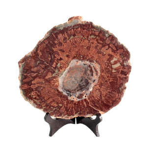 水玉冰魄天然红树化石片摆件 木化石家居办公摆饰送支架