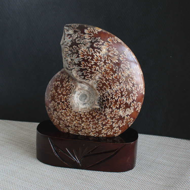 天然菊花螺摆件玉化好