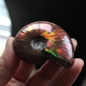 手把件 中小号 水玉冰魄天然斑彩螺化石把玩 天然菊花螺