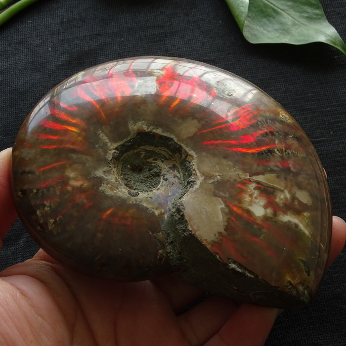 水玉冰魄天然斑彩螺化石摆件多彩中号螺化石菊石化石把玩手把件