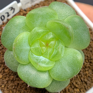 五十三号 A079-A084 框拍 2/18 周三晚上 花意匠讲解在52号链接