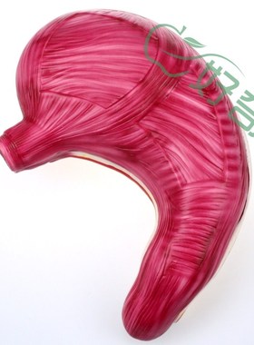 33222 胃解剖模型 自然大模型 生物教学仪器 实验器材