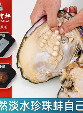 天然淡水珍珠蚌自己开单珠异形珠巴洛克珍珠自开活体河蚌珍珠材料