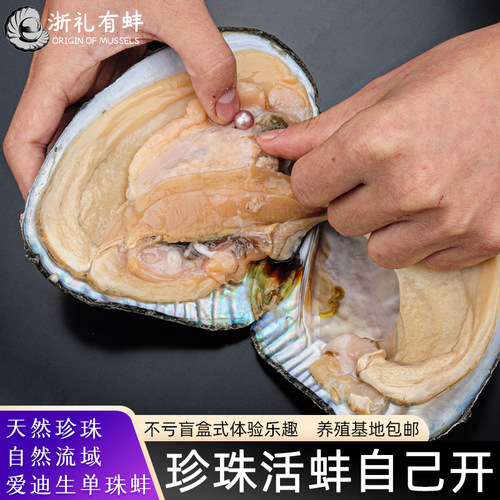 天然淡水爱迪生珍珠蚌自己开帝王单珠河蚌取珍珠养殖基地鲜活包邮 - 封面