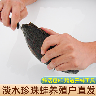 天然淡水多珠蚌活蚌取珍珠DIY活蚌超多珠多珠珍珠蚌自己开不规则