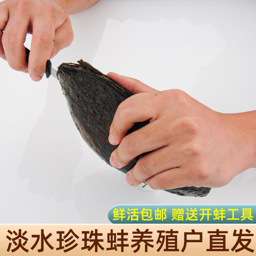 天然淡水珍珠蚌养殖户直发