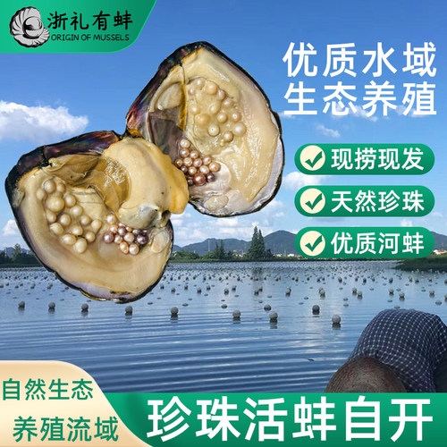 天然珍珠蚌自己开活体蚌活体包邮