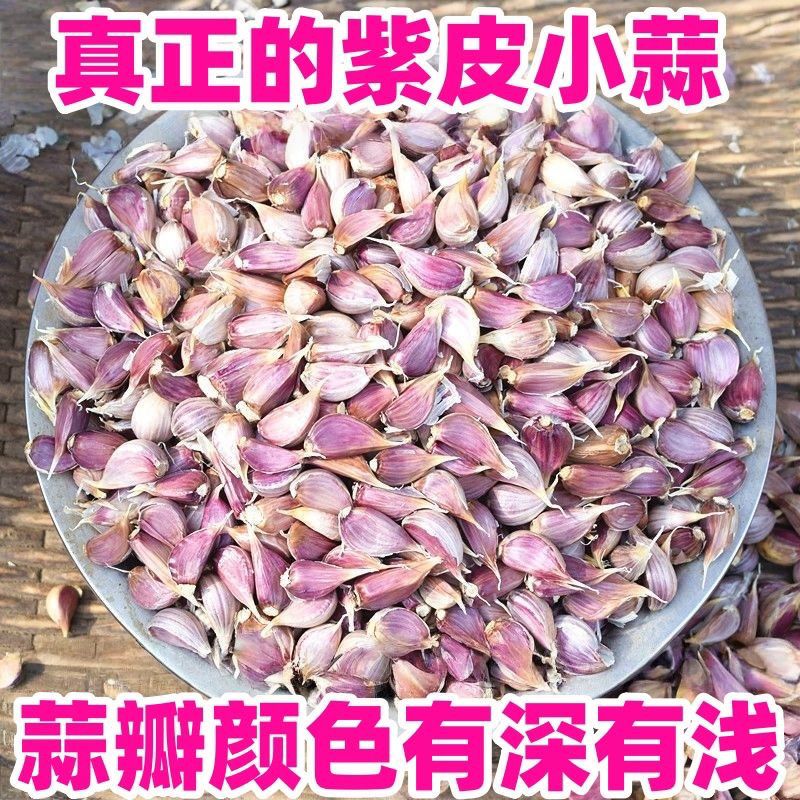 紫皮蒜瓣红根蒜苗早熟蒜薹