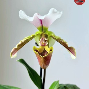 兰花 每棵2苗 室内绿植 买二棵33元 青蛙兜兰每棵18元