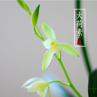 仁化白大荷素朱德素兰花苗好养易活浓香素心夏带花苞绿植花卉盆栽