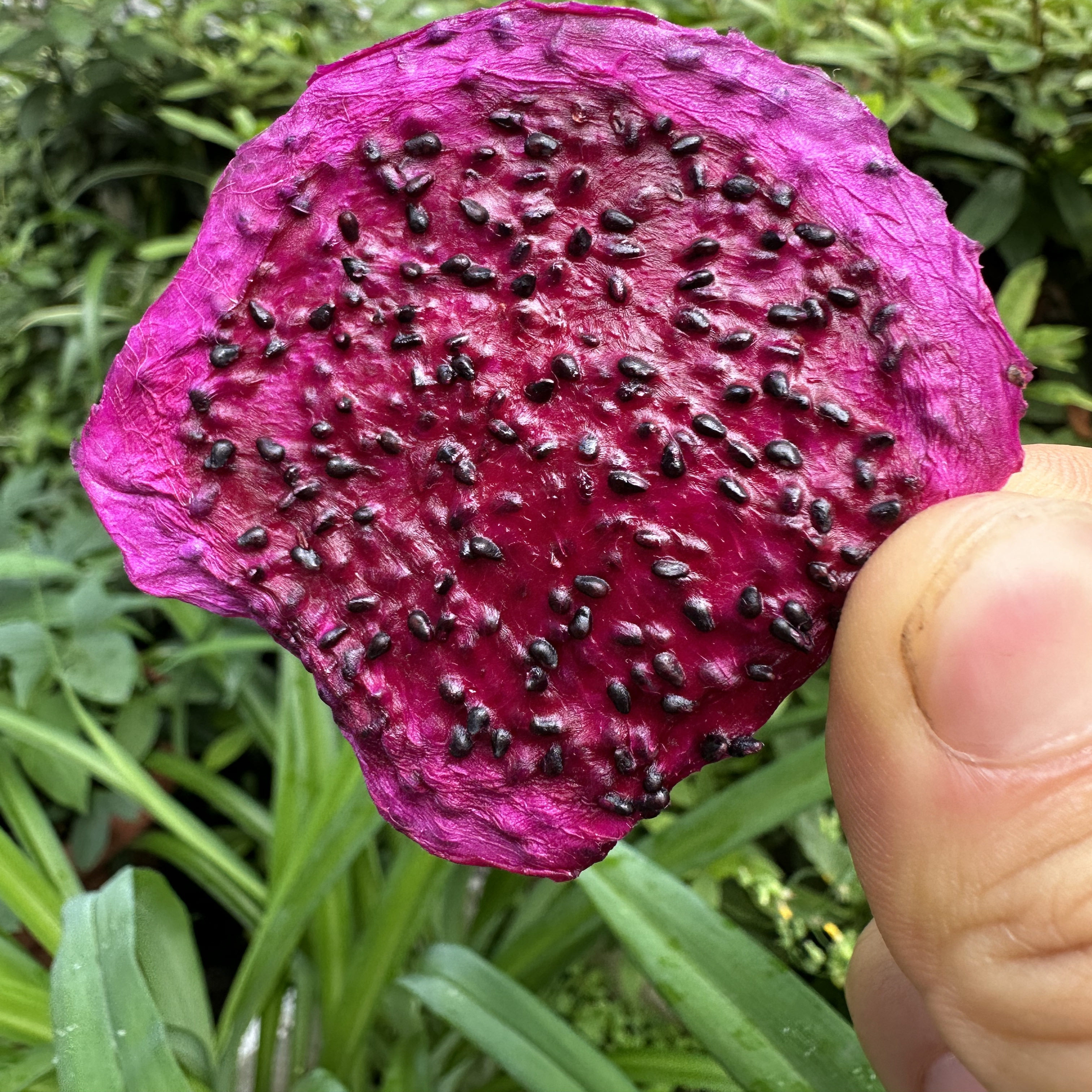 云南特产红心火龙果干片水果干茶纯手工切片烘焙即零食散装