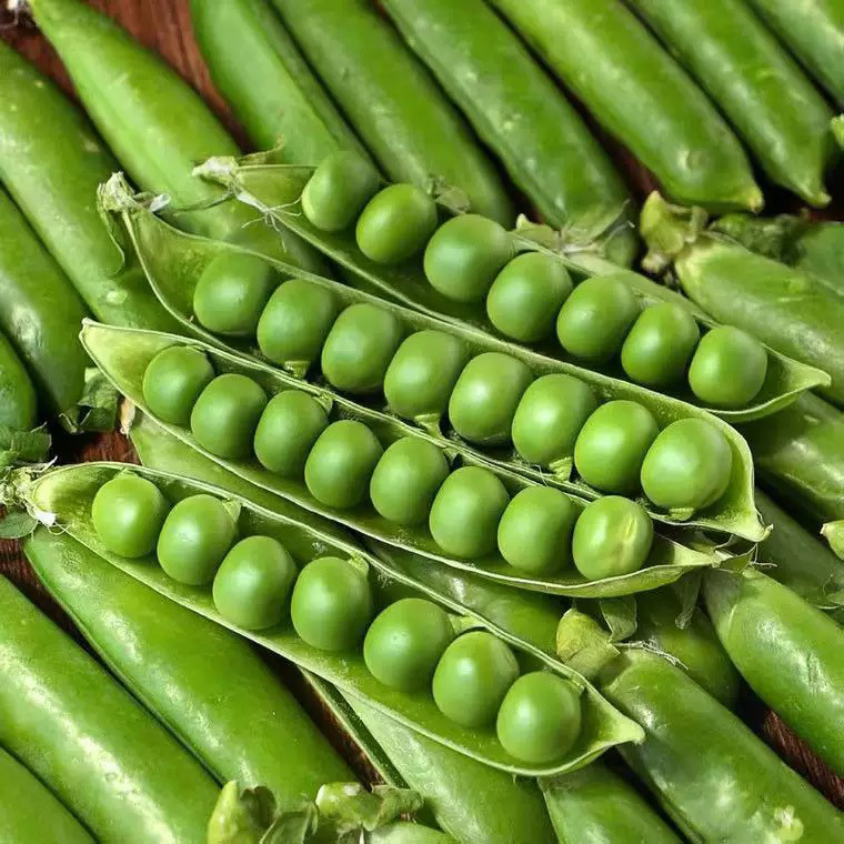 新鲜云南豌豆带壳青皮豌豆荚当季优质农家豌豆时令散装现摘现发