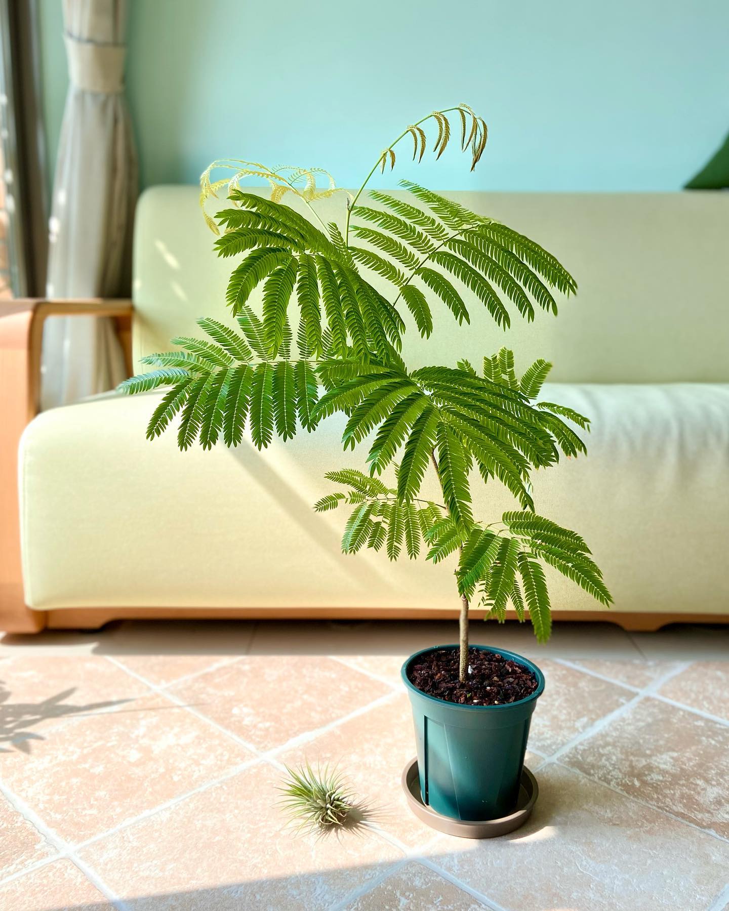 张先生 密叶猴耳环日本进口室内耐阴好养四季常绿盆栽植物ins风