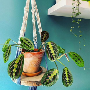 张先生叶蝉竹芋垂吊喜阴植物室内好养易活的花桌面盆栽吸甲醛绿植