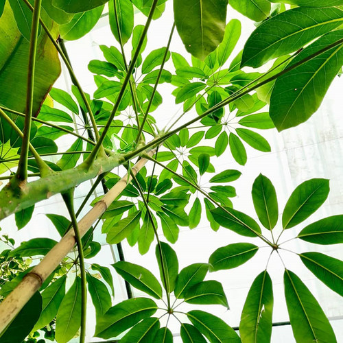 张先生 日本大叶伞盆栽保罗植物老桩家居喜阴耐阴好养大型绿植