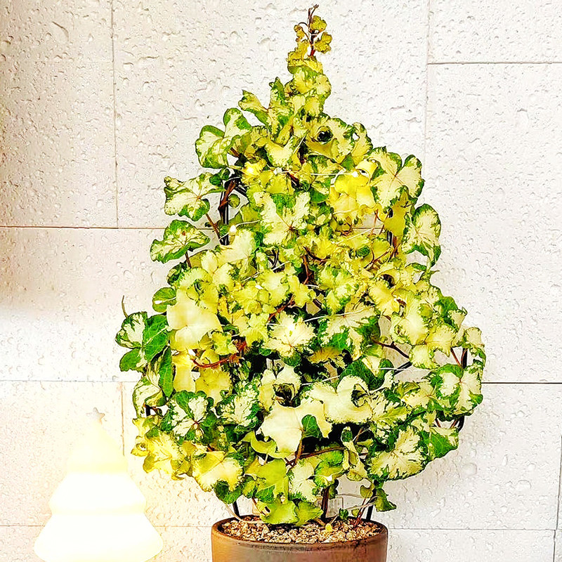 张先生常春藤雪莹日本进口多品种水培爬藤吊篮植物观叶盆栽,鲜花速递/花卉仿真/绿植园艺,时令草本花卉,淘宝优惠券,粉丝福利购,淘宝优惠卷