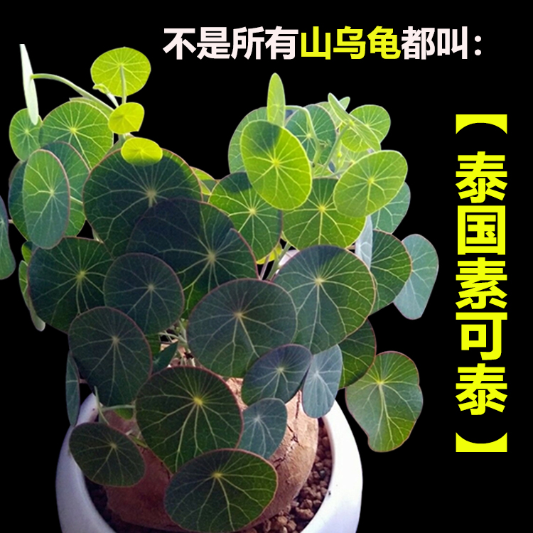 张先生泰国山乌龟耐阴植物新款圆叶块根茎盆栽直播多肉花卉素可太