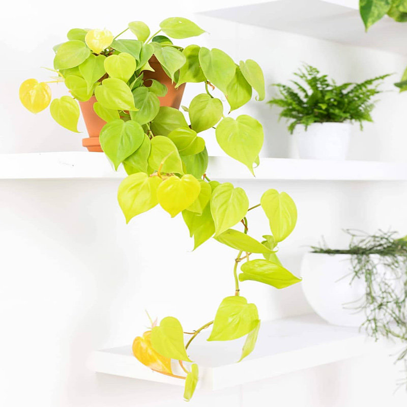 张先生柠檬汁蔓绿绒进口新星金色叶片喜阴室内水培除甲醛新房家用