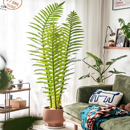 蕨类植物盆栽大型价格 多少钱 蕨类植物盆栽大型价格 多少钱