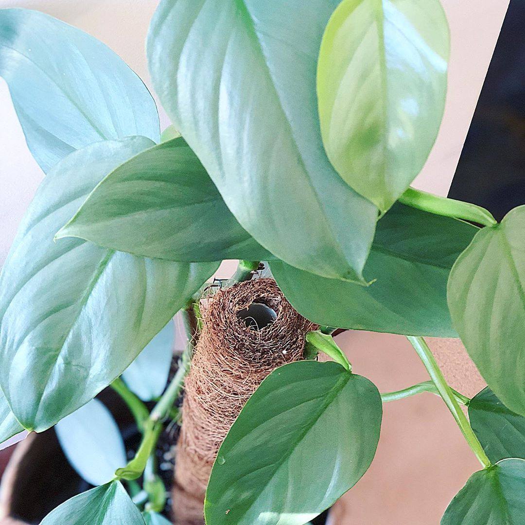 张先生银叶蔓绿绒哈斯塔姆阳台植物好养四季负离子小盆栽耐阴雪钻