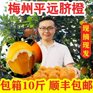 客家梅州广东平远脐橙新鲜水果甜橙子大果当季慈橙整箱10斤
