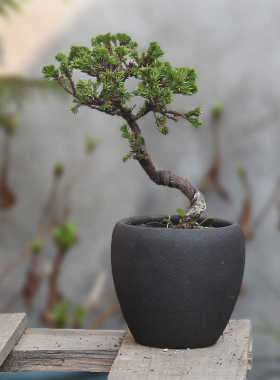 仿铁锈色花器粗砂盆粗陶北欧风