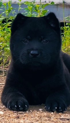 纯种血统中华五黑田园犬虎头猫耳大头版全黑舌头广西田园土猎幼犬