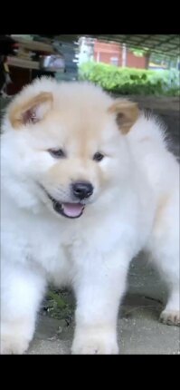 纯种广西田园犬白土松熊犬幼犬四眼土狗黄狗白面潮汕五红五黑宠物