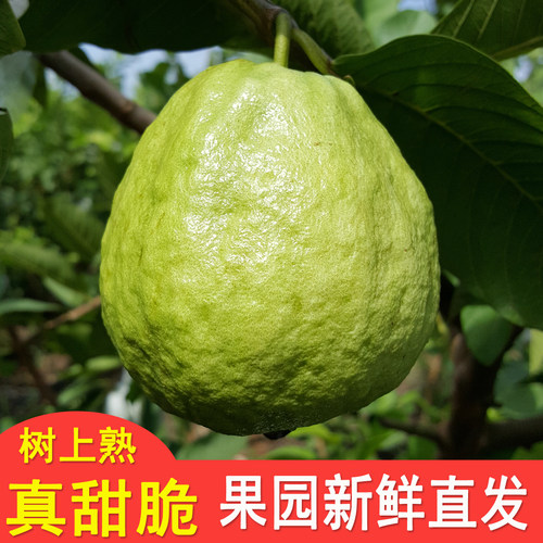 超甜脆正宗芭乐果现摘现发番石榴