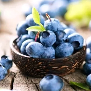 云南澄江抚仙湖花香蓝莓1kg装 包邮 湖畔L25花香蓝莓 顺丰