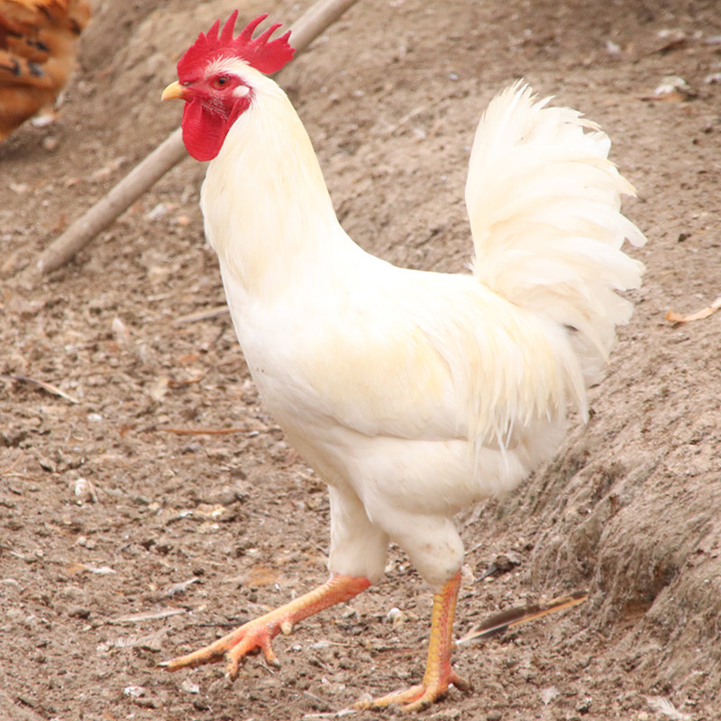 纯白毛大公鸡药引 白色无杂毛土公鸡打鸣白公鸡新鲜现杀 包活到家