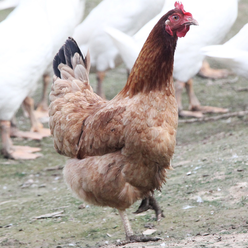 正宗兰溪农家散养金华土鸡月子草鸡笨鸡走地鸡新鲜现杀老母鸡 1只