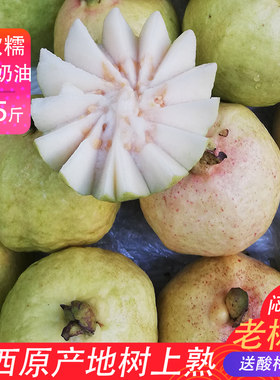 抢！软糯奶油芭乐5斤装
