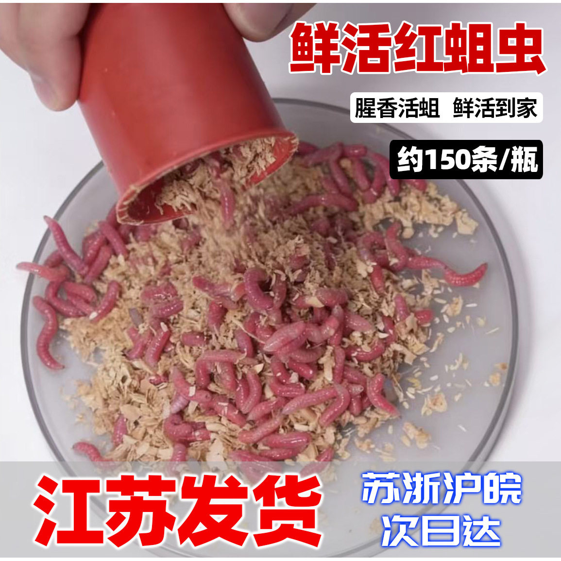 清香型红蛆虫鲜活蛆虫活饵溪流钓石斑鲫鱼饵料振灵虫王军鱼饵 蛆