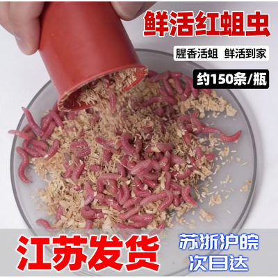 鲜活红蛆虫振灵虫王军鱼饵品质
