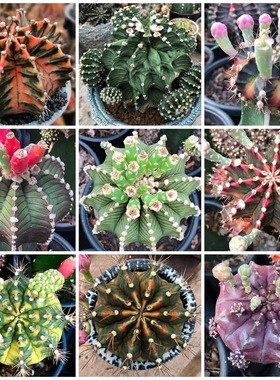 happytree米哈洛维奇绯牡丹锦仙人球混合种子