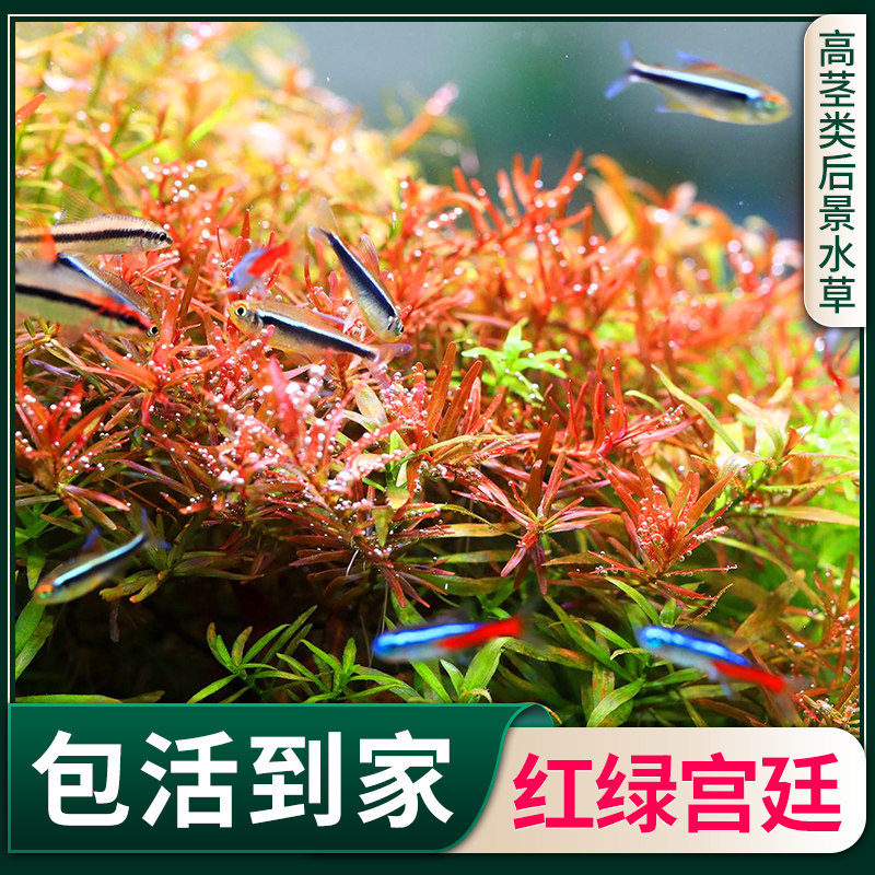 血红宫廷绿宫廷中后景草淡水有茎类活体鱼缸水草植物真草造景阴性