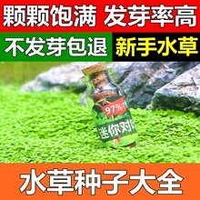 水草牛毛种子淡水鱼缸草籽造景套餐前后草坪植物懒人活体种孑水草