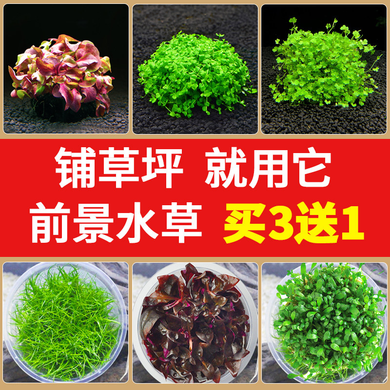 前景水草鱼缸造景爬地矮珍珠迷你牛毛血心兰挖耳无菌杯淡水真植物