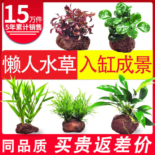 鱼缸活体易养懒人淡水植物套餐